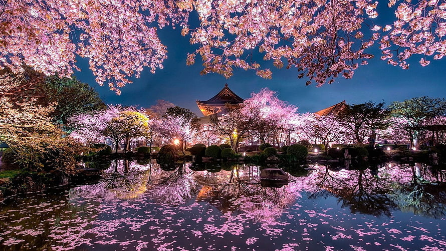 Illuminated Cherry Blossoms Reflecting in a Japanese Garden Pond at Night HD wallpaper
