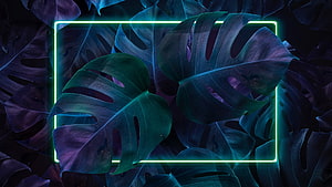 Neon Green Frame Over Dark Monstera Leaves with Cyan and Purple Tones HD wallpaper
