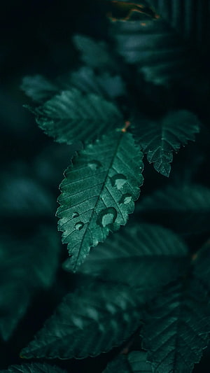 Dark Emerald Green Leaf Macro Photography with Water Droplets and Deep Forest Tones HD phone wallpaper