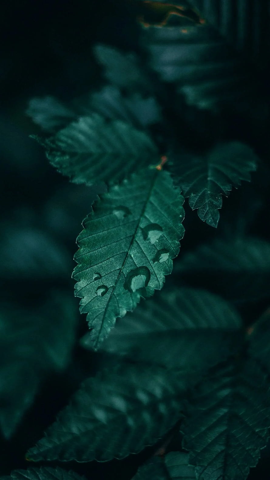 Dark Emerald Green Leaf Macro Photography with Water Droplets and Deep Forest Tones HD phone wallpaper