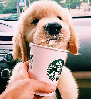 Golden Retriever Puppy Licking a Starbucks Cup Inside a Car HD phone wallpaper