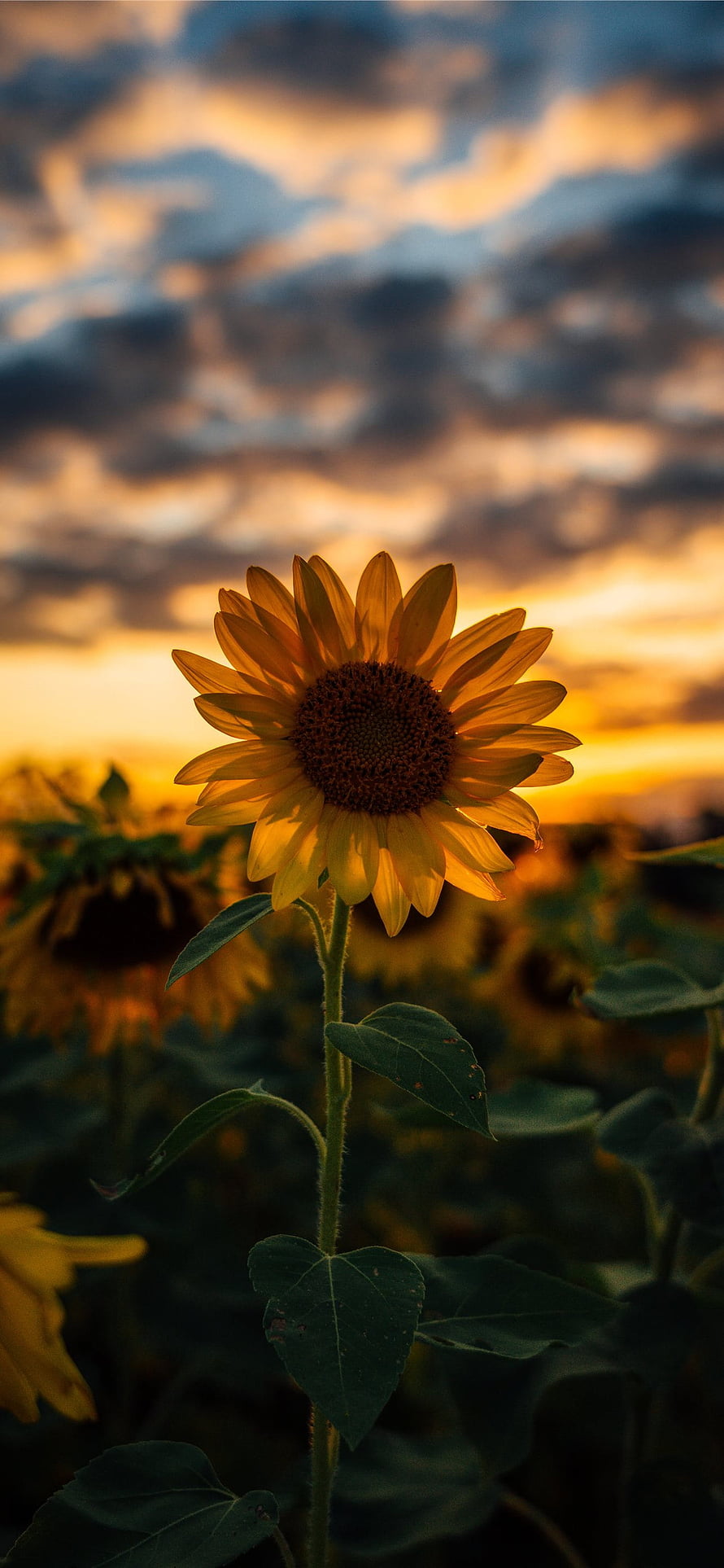 Golden Sunflower in a Field at Sunset with Dramatic Clouds HD phone wallpaper