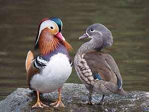 Male and Female Mandarin Ducks Standing Together on a Wet Rock by the Water HD wallpaper