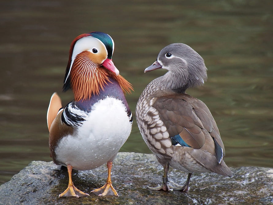 Male and Female Mandarin Ducks Standing Together on a Wet Rock by the Water HD wallpaper
