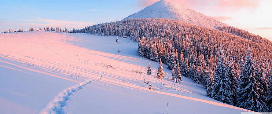 Snowy Mountain Slope with Evergreen Forest at Golden Hour HD wallpaper
