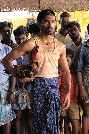 Dhanush in Aadukalam holding a rooster at a traditional cockfighting event HD phone wallpaper