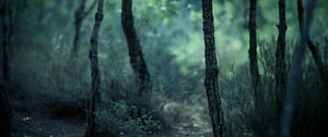 Misty Dark Forest Scene with Tall Trees and Deep Green Foliage HD wallpaper