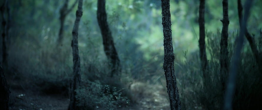 Misty Dark Forest Scene with Tall Trees and Deep Green Foliage HD wallpaper