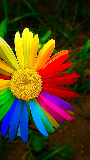 Vibrant Rainbow Daisy Flower With Multicolored Petals And Yellow Center HD phone wallpaper