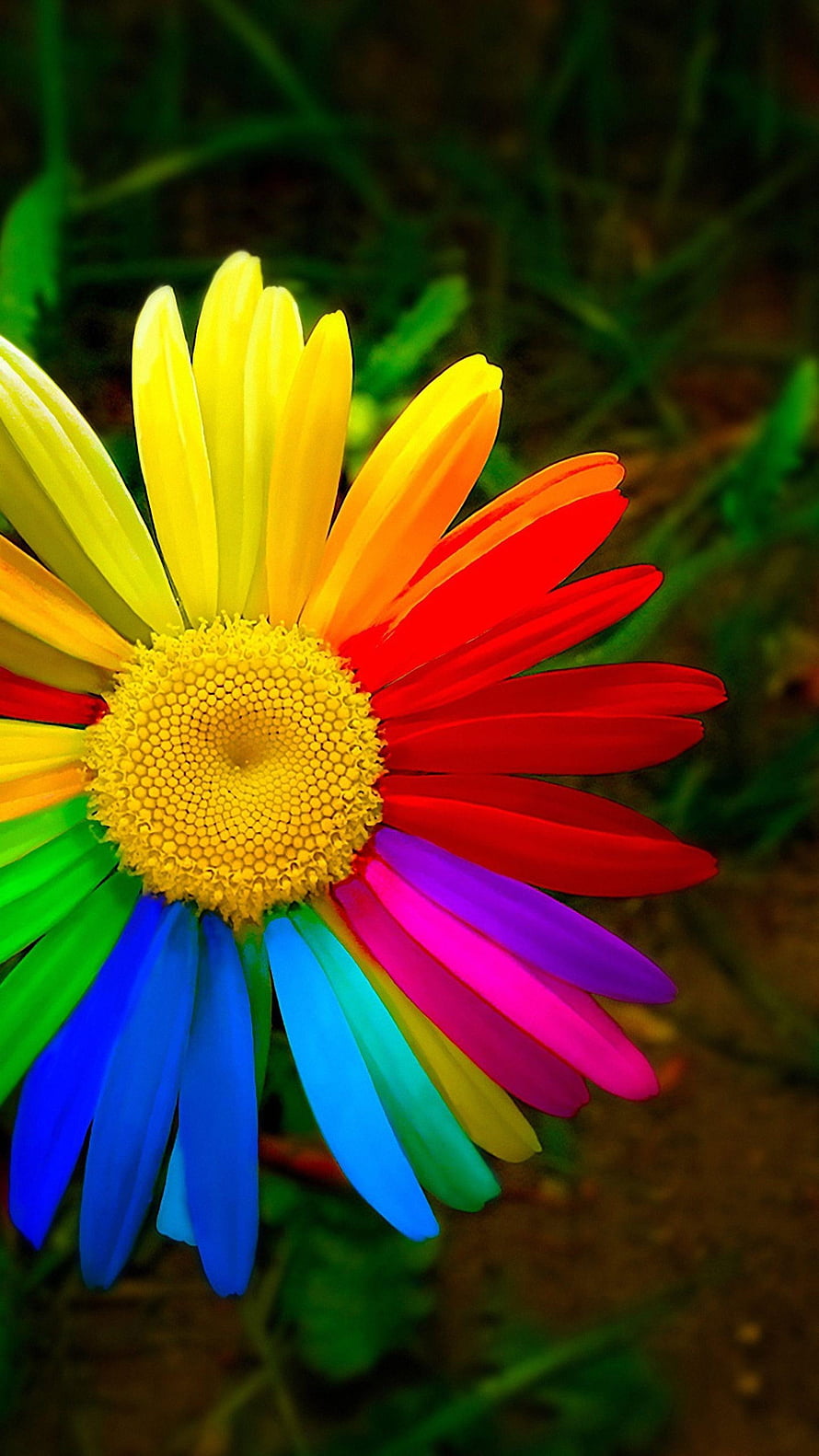 Vibrant Rainbow Daisy Flower With Multicolored Petals And Yellow Center HD phone wallpaper