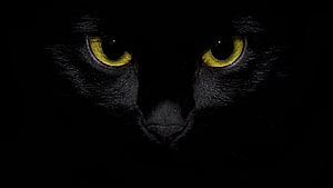Mysterious Black Cat Eyes Glowing in the Dark HD wallpaper