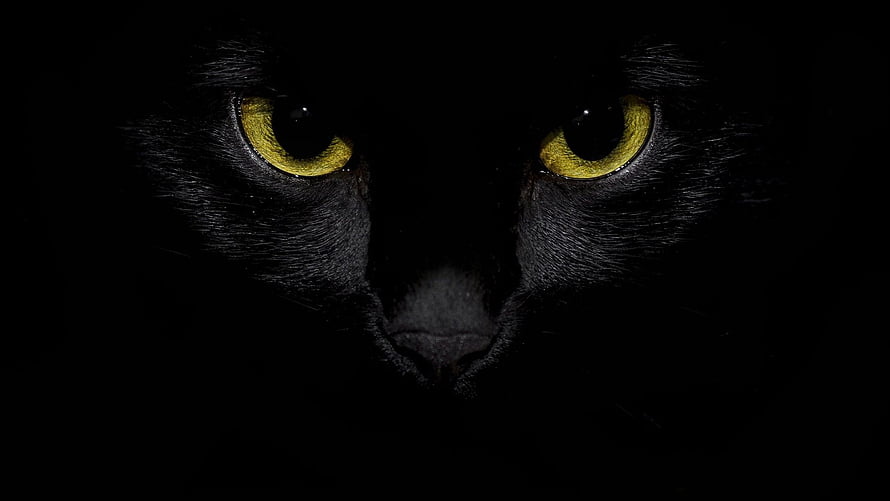Mysterious Black Cat Eyes Glowing in the Dark HD wallpaper