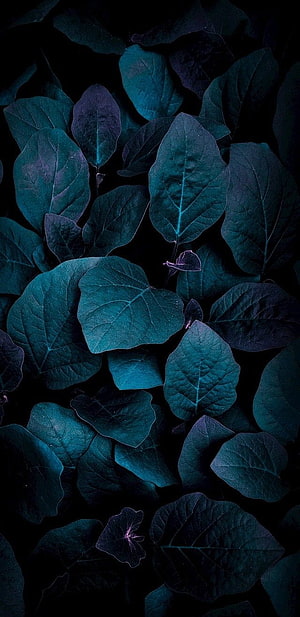 Dark Turquoise Leaf Pattern with Deep Teal and Purple Tones HD phone wallpaper