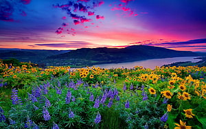 Vibrant Sunset Over a Wildflower Meadow with Sunflowers and Purple Lupines HD wallpaper