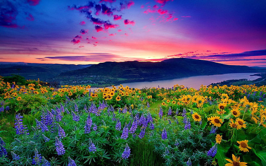 Vibrant Sunset Over a Wildflower Meadow with Sunflowers and Purple Lupines HD wallpaper