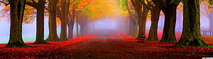 Misty Autumn Forest Path Lined With Golden Trees And Red Fallen Leaves HD wallpaper