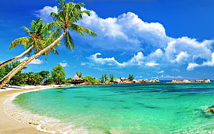 Tropical Paradise Beach with Leaning Palm Trees and Turquoise Water HD wallpaper