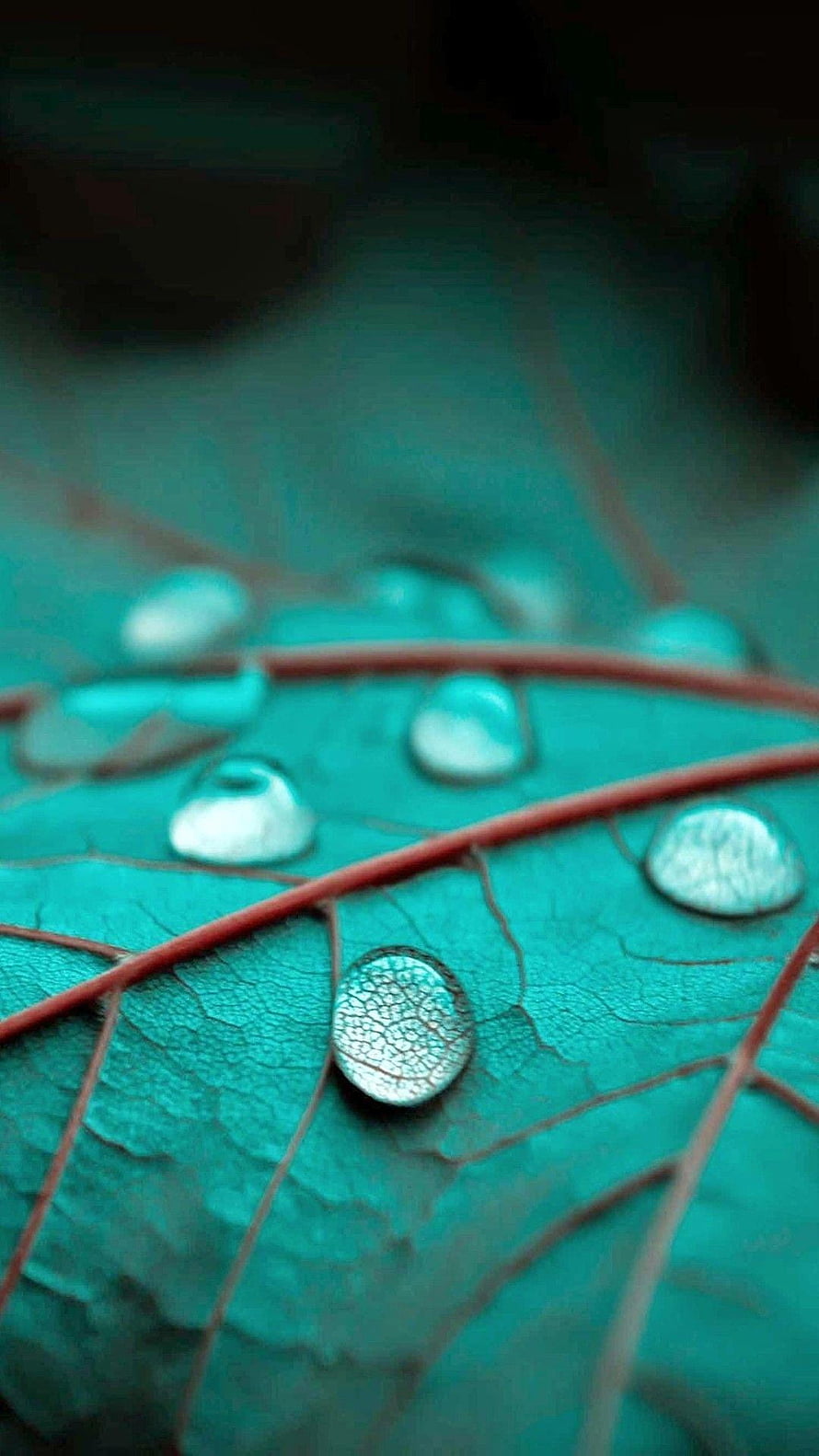 Macro Photography of Water Droplets on a Teal Leaf with Red Veins HD phone wallpaper