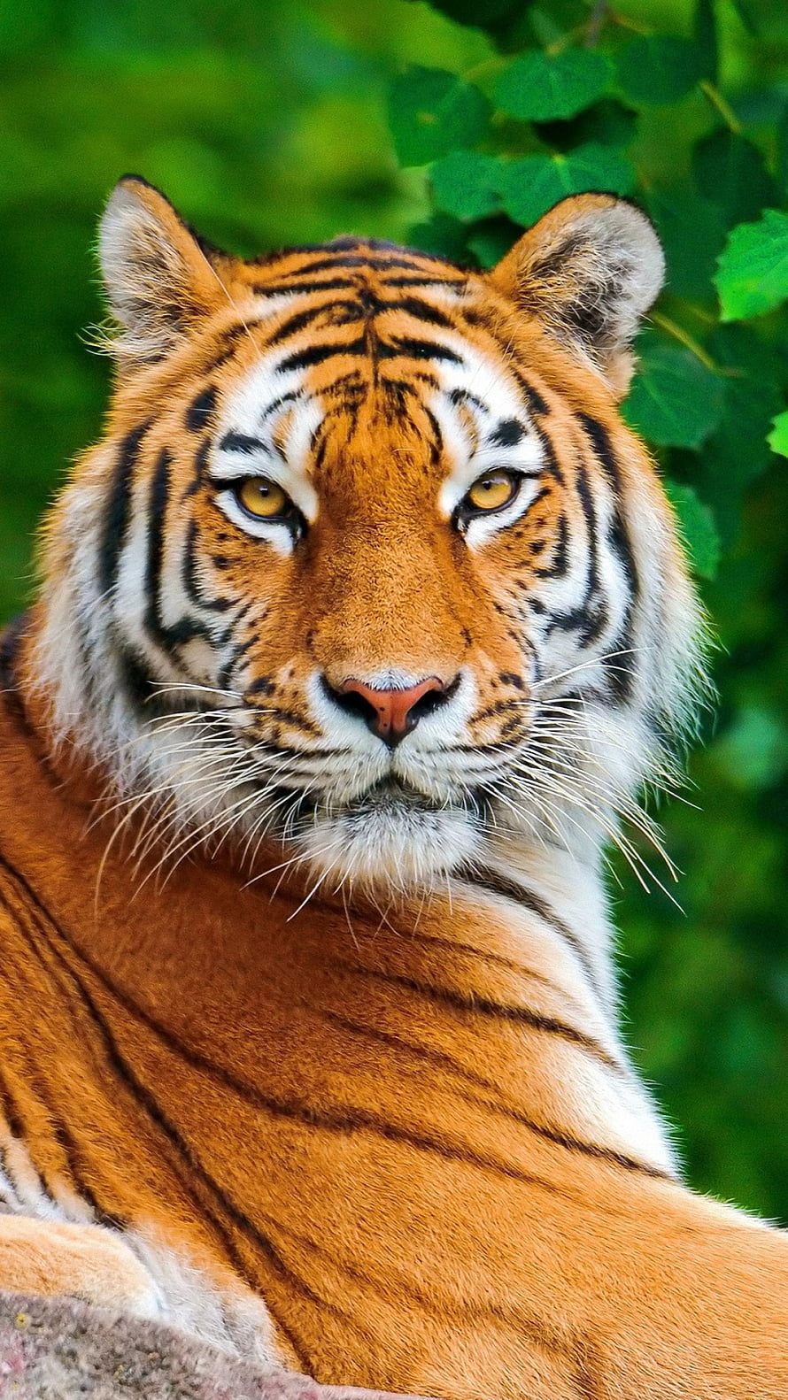 Close-up portrait of a majestic tiger with intense amber eyes against a lush green leafy background HD phone wallpaper