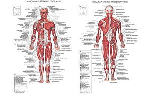 Human Muscular System Anatomy Chart: Anterior and Posterior View Diagram, Anatomy on Dog, muscular system HD wallpaper