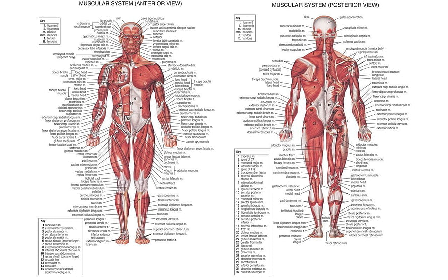 Human Muscular System Anatomy Chart: Anterior and Posterior View Diagram, Anatomy on Dog, muscular system HD wallpaper