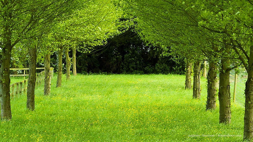 Lush Green Meadow Lined with Trees and Wooden Fence in Spring HD wallpaper