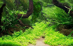 Lush Aquascape with Driftwood and Vibrant Green Aquatic Plants HD wallpaper