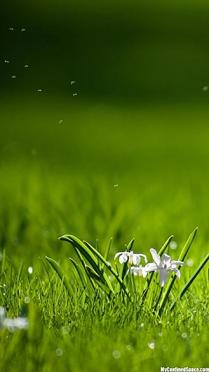 Delicate White Wildflowers Blooming in Lush Green Grass with Morning Dew HD phone wallpaper