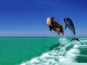 Bizarre Composite of a Cow and Dolphin Leaping from Turquoise Ocean Water HD wallpaper