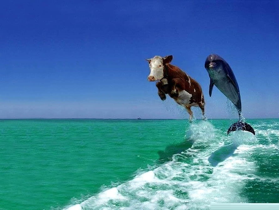 Bizarre Composite of a Cow and Dolphin Leaping from Turquoise Ocean Water HD wallpaper