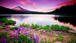 Serene Lake Reflection of Snow-Capped Mountain at Sunset with Purple Wildflowers HD wallpaper