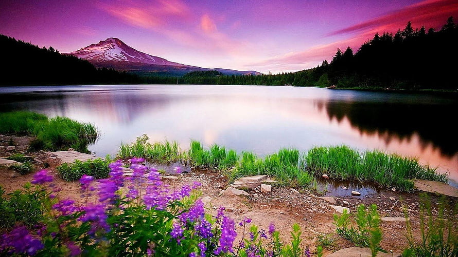 Serene Lake Reflection of Snow-Capped Mountain at Sunset with Purple Wildflowers HD wallpaper