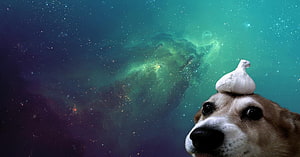 Funny Dog With Garlic Bulb On Head Against Vibrant Green Nebula Space Background HD wallpaper