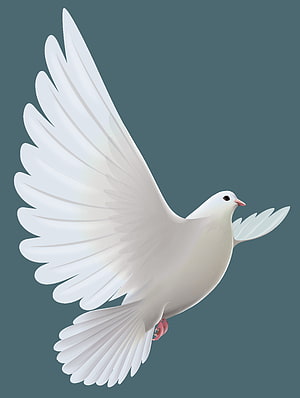 White Dove in Flight Digital Illustration with Spread Wings on Muted Teal Background HD phone wallpaper