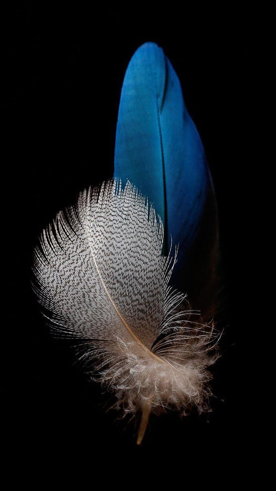 Vibrant Blue and White Feather Macro Photography on Black Background HD phone wallpaper
