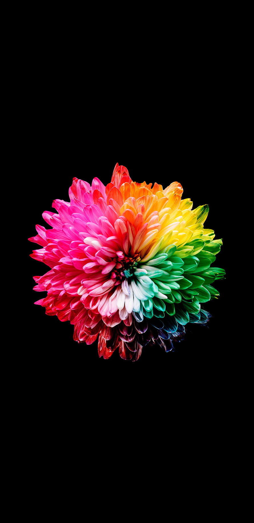 Vibrant Rainbow Chrysanthemum Flower Isolated on Black Background HD phone wallpaper