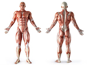 Detailed Human Muscle Anatomy Illustration Showing Front and Back Body Views, Human Body Muscles Png, muscle anatomy HD wallpaper