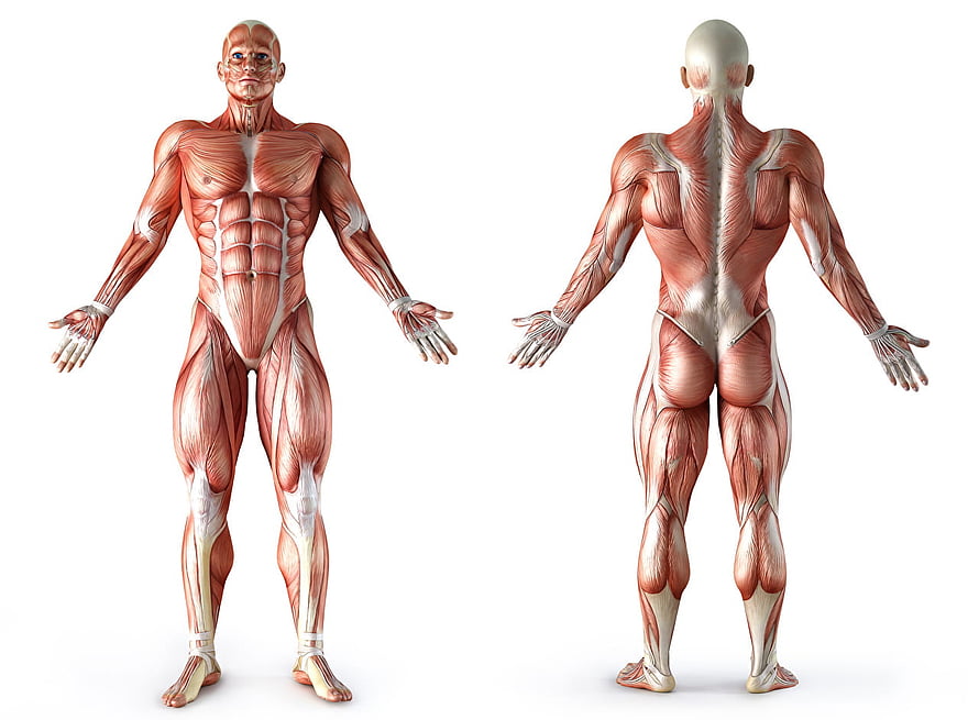 Detailed Human Muscle Anatomy Illustration Showing Front and Back Body Views, Human Body Muscles Png, muscle anatomy HD wallpaper