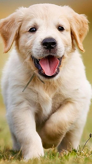 Cheerful Golden Retriever Puppy Running Through Sunlit Grass With Open Mouth HD phone wallpaper