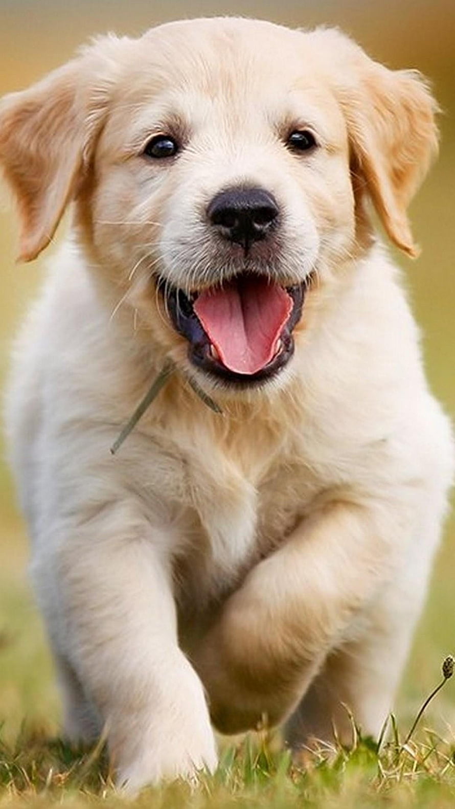 Cheerful Golden Retriever Puppy Running Through Sunlit Grass With Open Mouth HD phone wallpaper