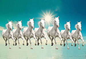 Seven White Horses Galloping Together Under a Bright Sun in a Blue Sky HD wallpaper