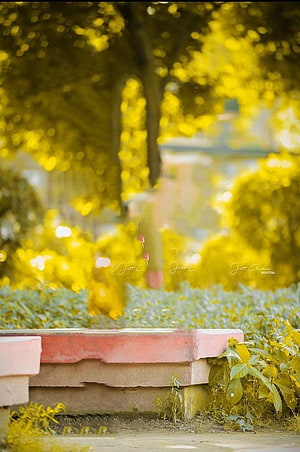 Serene Park Bench With Golden Bokeh Background And Lush Greenery HD phone wallpaper
