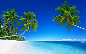 Tropical Beach Paradise With Leaning Palm Trees And Turquoise Ocean Waters HD wallpaper