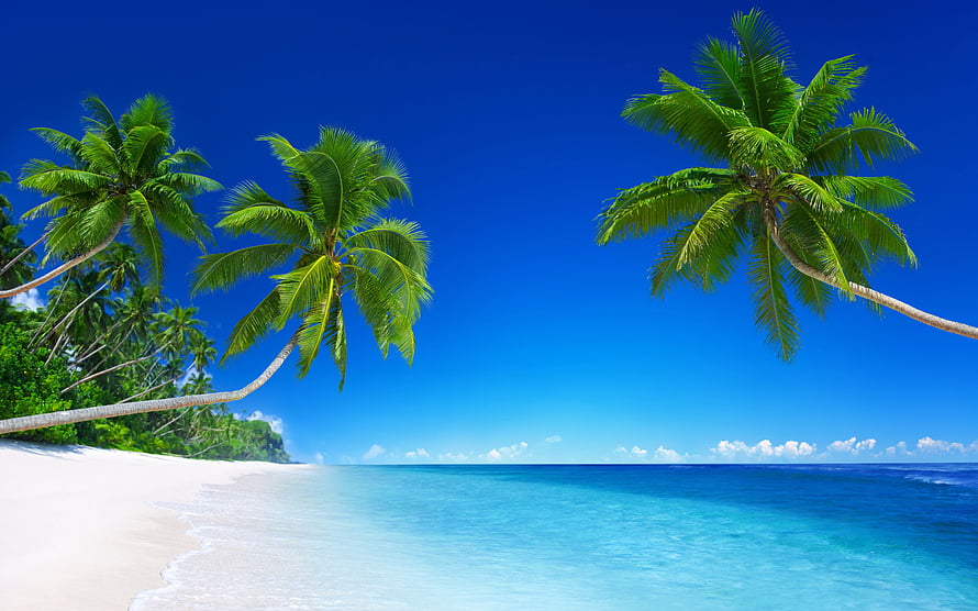 Tropical Beach Paradise With Leaning Palm Trees And Turquoise Ocean Waters HD wallpaper