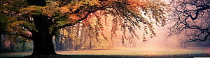 Misty Autumn Forest with Golden Foliage and Soft Morning Light HD wallpaper