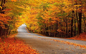 Winding Country Road Lined With Vibrant Golden Autumn Foliage And Fallen Leaves HD wallpaper