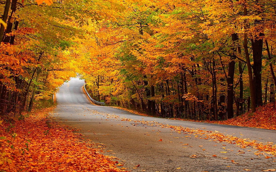 Winding Country Road Lined With Vibrant Golden Autumn Foliage And Fallen Leaves HD wallpaper