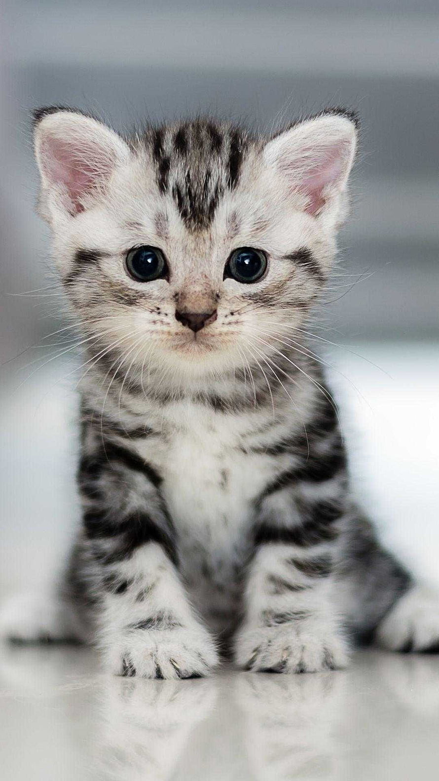 Silver Tabby Kitten with Large Dark Eyes Sitting on a Reflective Surface HD phone wallpaper