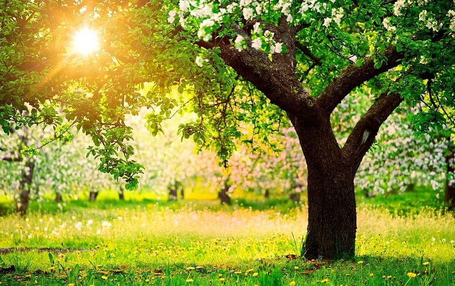 Sunlit Cherry Blossom Orchard with Vibrant Green Grass and Soft Morning Light HD wallpaper