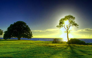 Serene Sunset Over Ocean With Silhouetted Trees On Green Grass HD wallpaper